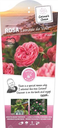 Rosa Leonardo da Vinci C3RP