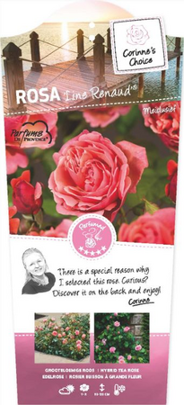 Rosa 'Line Renaud'® - afbeelding 1