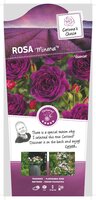 Rosa 'Minerva'®