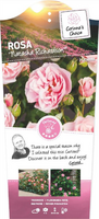 Rosa 'Natasha Richardson'®