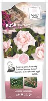 Rosa New Dawn stok100 C3RP