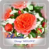 Rosa 'Orange Meilove'®
