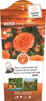 Rosa Orange MEILOVE C3RP