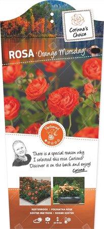 Rosa Orange Morsdag C3RP