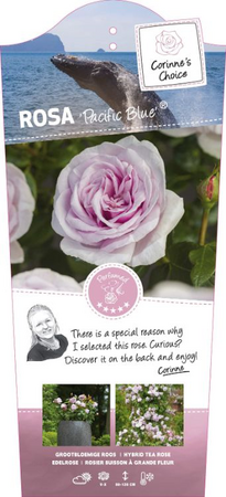 Rosa 'Pacific Blue'® - afbeelding 1