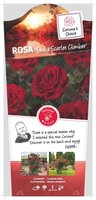 Rosa Paul Scarlet Cl. stok100 C3RP