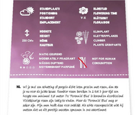 Rosa 'Perennial Blue'® - afbeelding 2