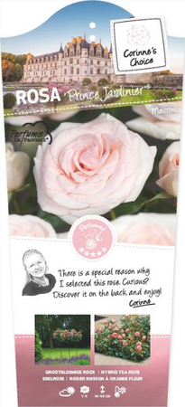 Rosa 'Prince Jardinier'® - afbeelding 1