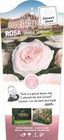 Rosa 'Prince Jardinier'®