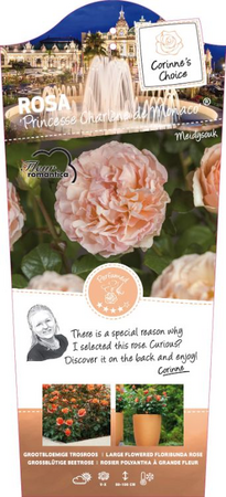 Rosa 'Princesse Charlene de Monaco' - afbeelding 1