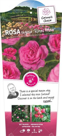 Rosa r. 'Rotes Meer'