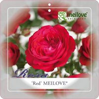 Rosa 'Red Meilove'®