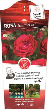Rosa 'Red Meilove'®pot 24, stam 110