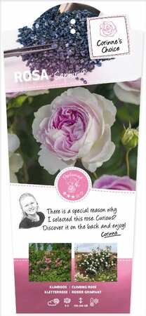 Rosa 'Saphir'® - afbeelding 1