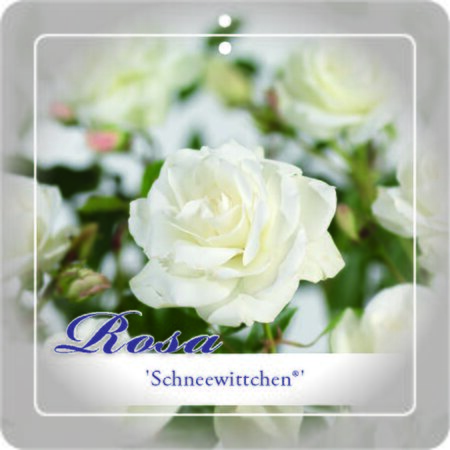 Rosa 'Schneewittchen'®