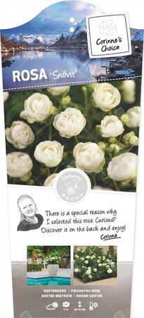 Rosa Snovit C3RP
