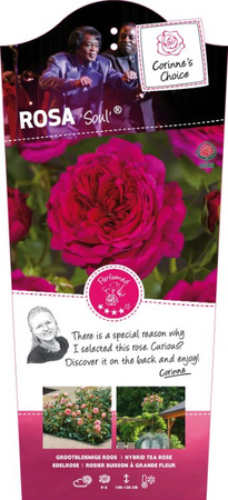 Rosa 'Soul'®