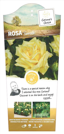 Rosa 'Sunsilk'