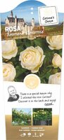 Rosa 'Uetersener Klosterrose'®
