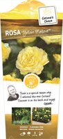 Rosa Yellow MEILOVE C3RP