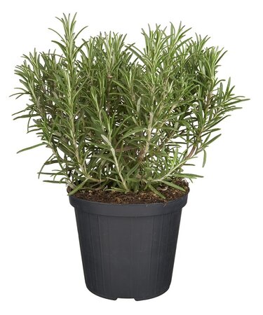 Rosmarinus officinalis