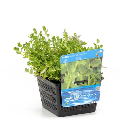 Rotala rotundifolia green