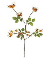 Rozenbotteltak l65cm geel/bruin