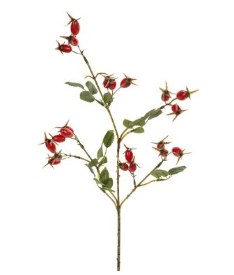 Rozenbotteltak l65cm oranje