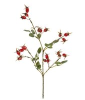 Rozenbotteltak l65cm oranje