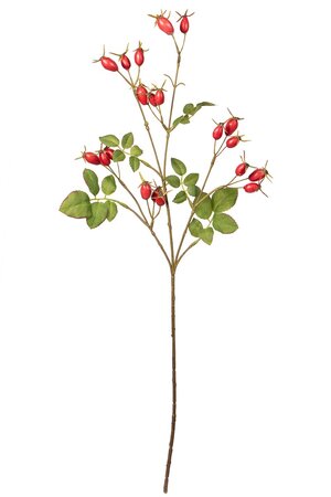 Rozenbotteltak l66cm rood