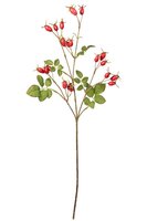 Rozenbotteltak l66cm rood