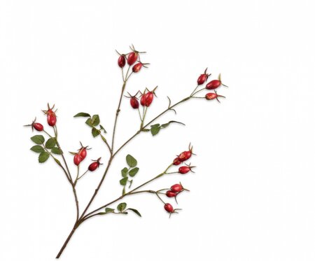 Rozenbotteltak l67cm rood