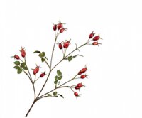 Rozenbotteltak l67cm rood