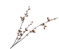 Rozenbotteltak l84cm bruin
