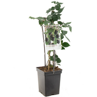 Rubus fru. 'Black Satin' - afbeelding 2