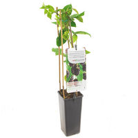 Rubus fru. 'Black Satin' - afbeelding 2