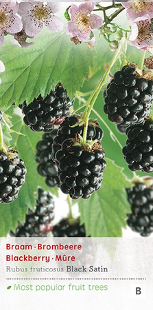 Rubus fru. 'Black Satin' - afbeelding 1