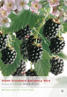 Rubus fru. 'Black Satin' - afbeelding 1