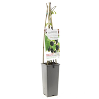 Rubus fru. Thornfree c2 h60cm - afbeelding 2