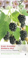 Rubus fru. Thornfree c2 h60cm
