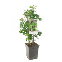 Rubus fru. 'Thornless Evergreen' - afbeelding 2