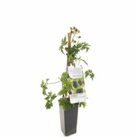 Rubus fru. 'Thornless Evergreen' - afbeelding 3