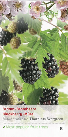 Rubus fru. 'Thornless Evergreen' - afbeelding 1