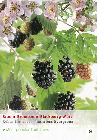 Rubus fru. 'Thornless Evergreen' - afbeelding 1