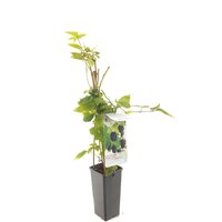 Rubus fru. 'Triple Crown' - afbeelding 3