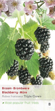Rubus fru. 'Triple Crown' - afbeelding 1
