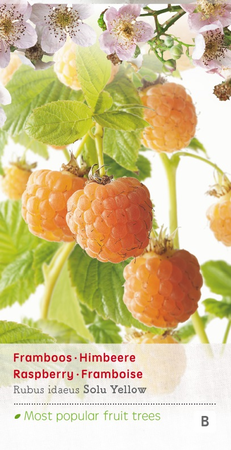 Rubus id Solu Yellow - afbeelding 1