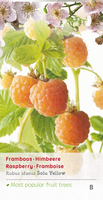 Rubus id Solu Yellow