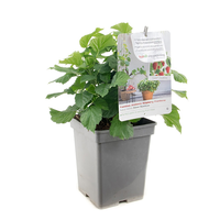 Rubus id Sweet Sunshine VP5 - afbeelding 2