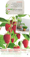 Rubus id Sweet Sunshine VP5